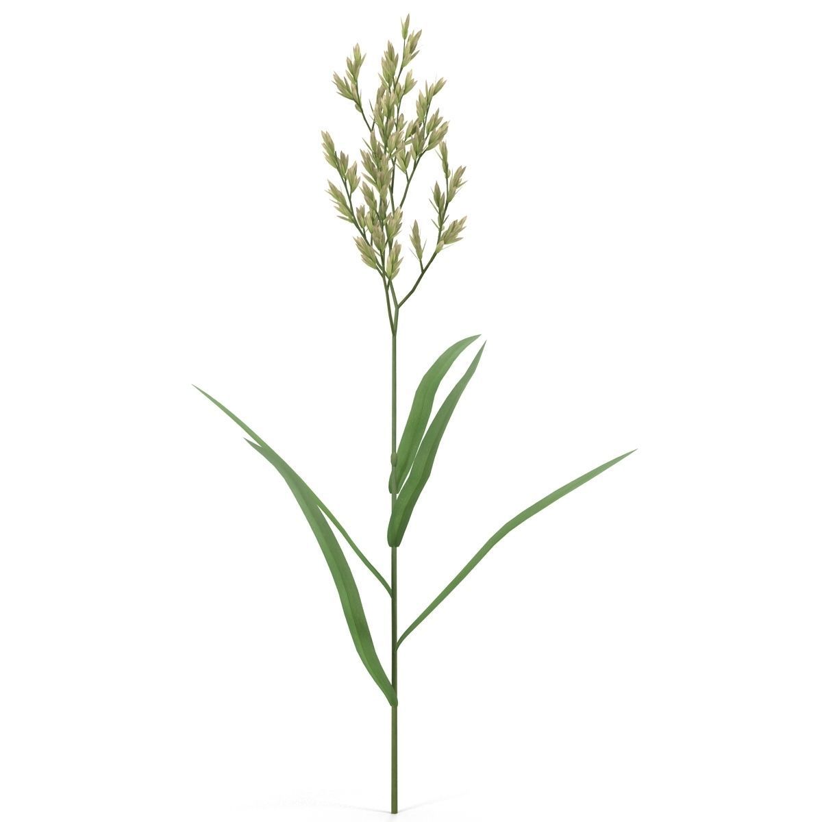 Blade of grass Low-poly 3D model_7