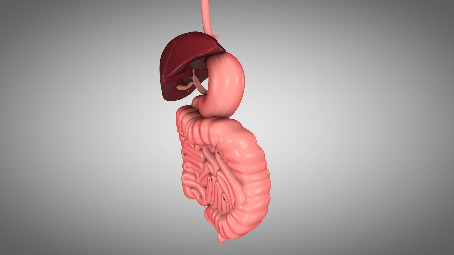 Human Digestive System  Low-poly 3D model_2