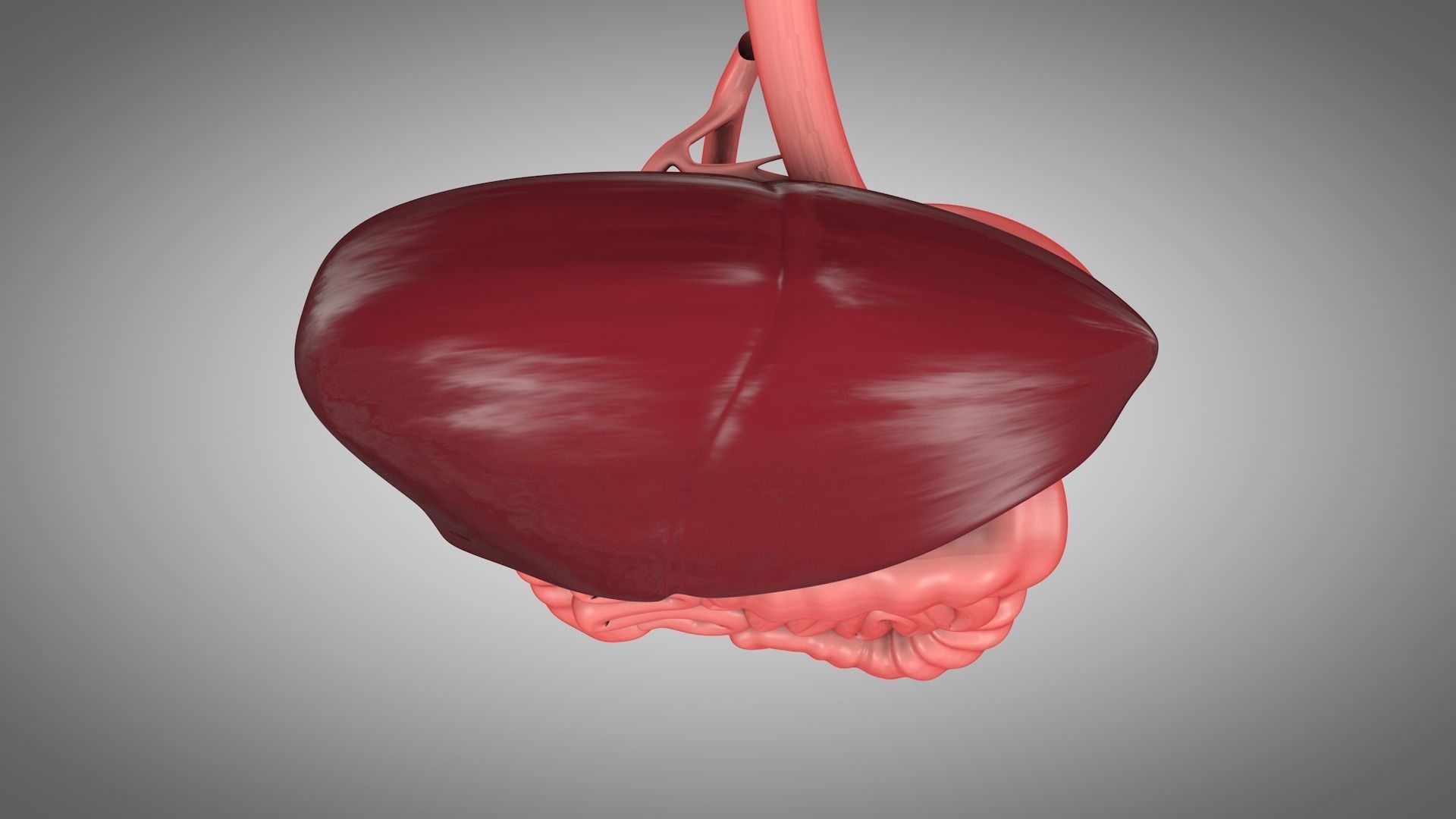 Human Digestive System  Low-poly 3D model_6