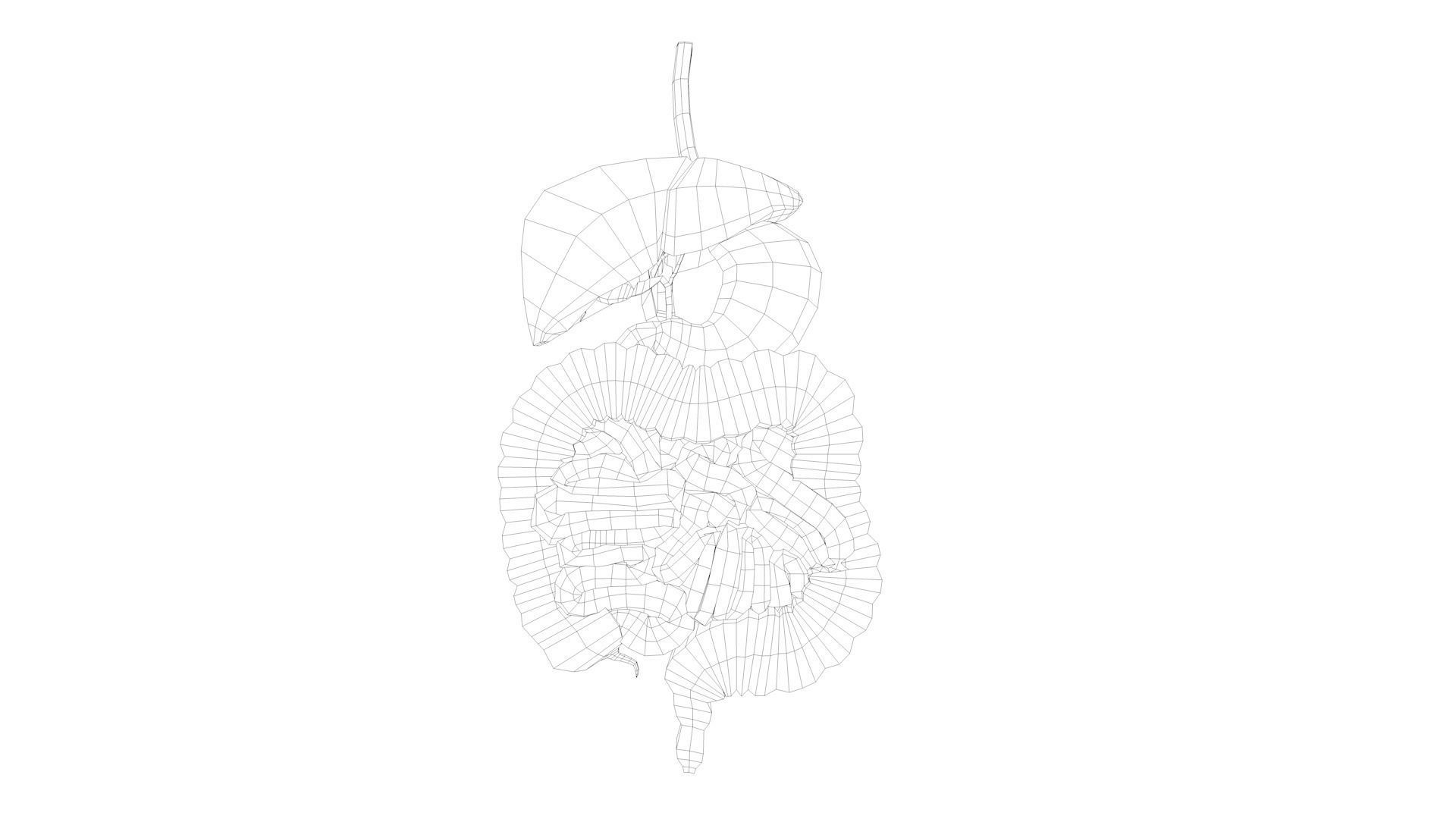 Human Digestive System  Low-poly 3D model_7
