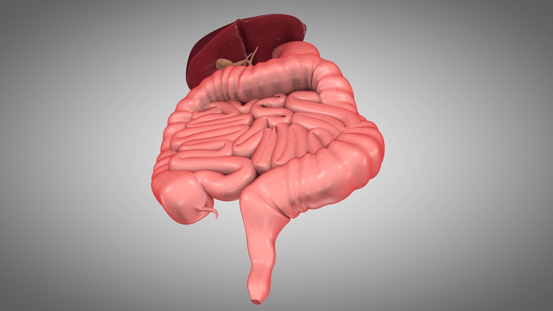 Human Digestive System  Low-poly 3D model_3