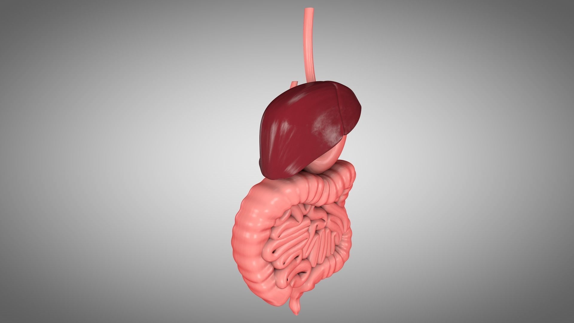 Human Digestive System  Low-poly 3D model_1