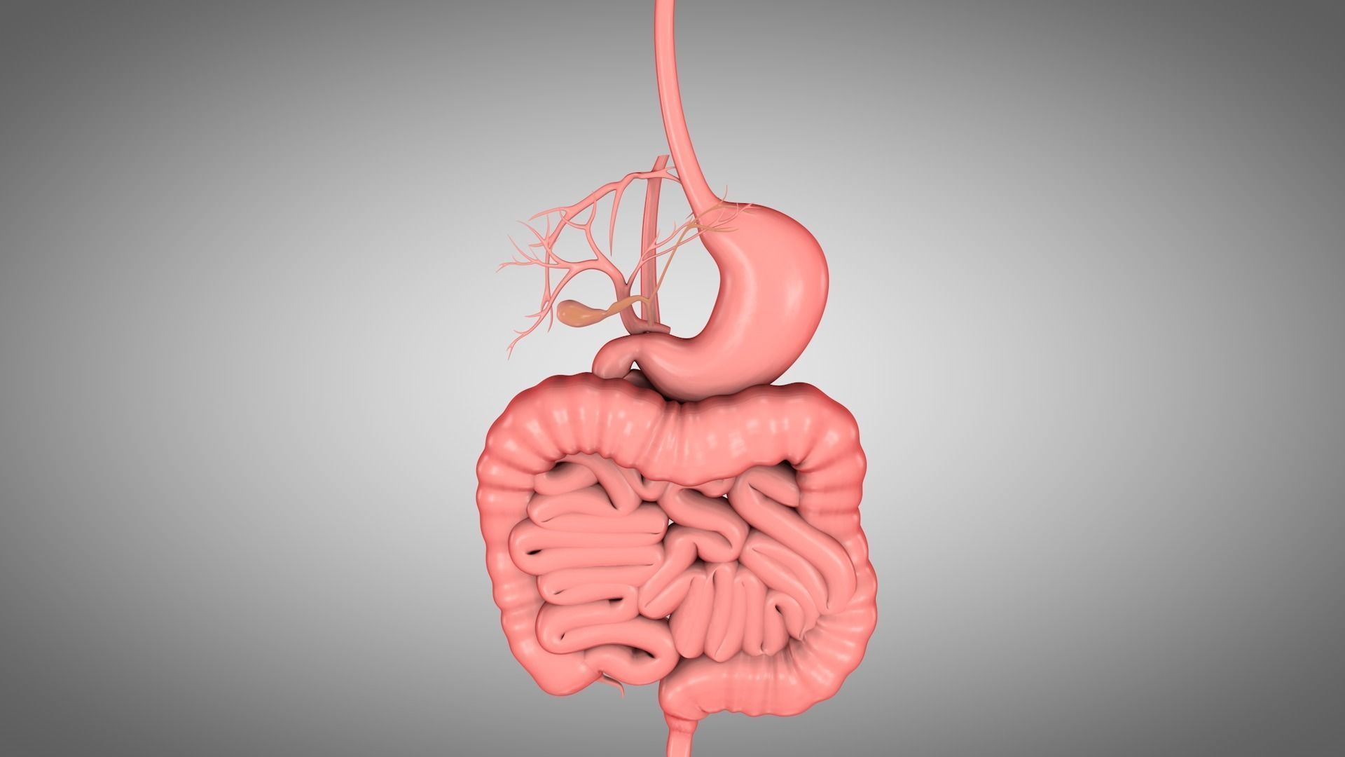 Human Digestive System  Low-poly 3D model_5