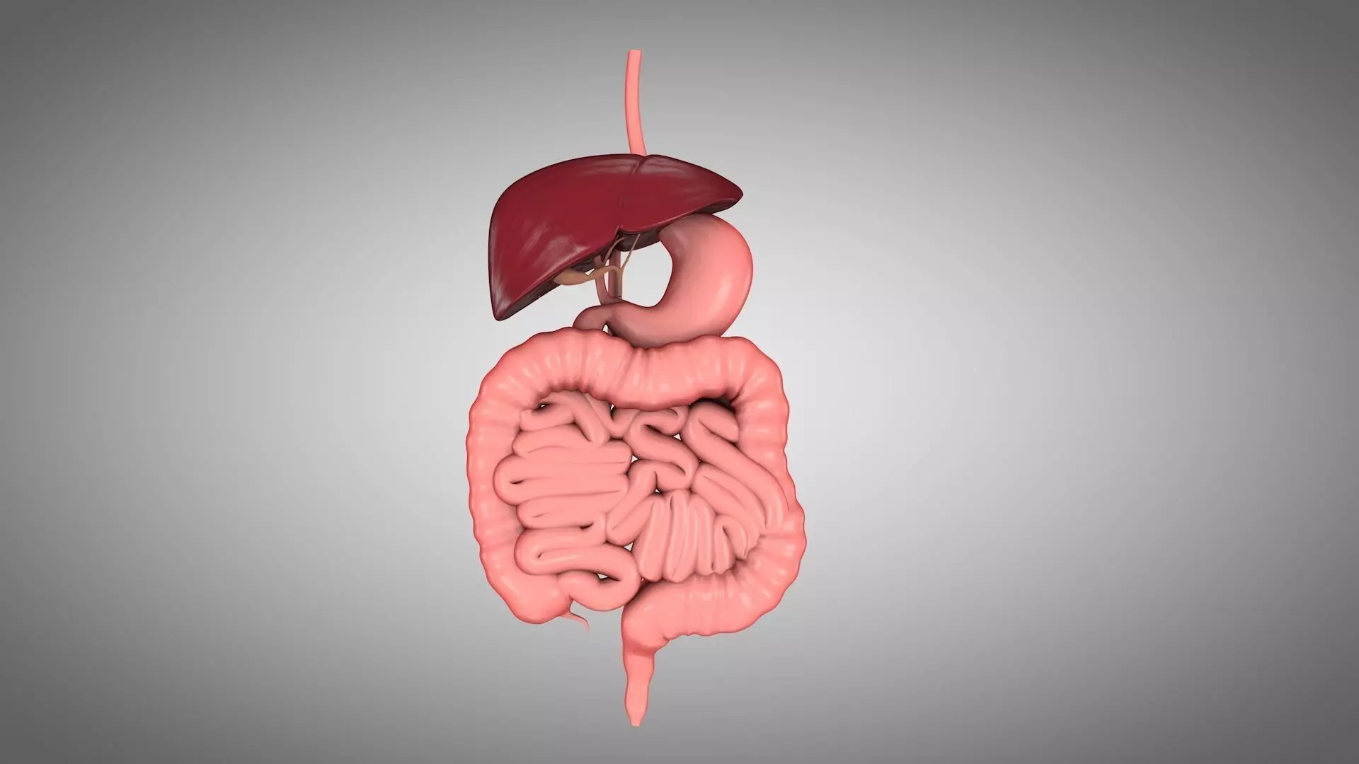 Human Digestive System  Low-poly 3D model_0