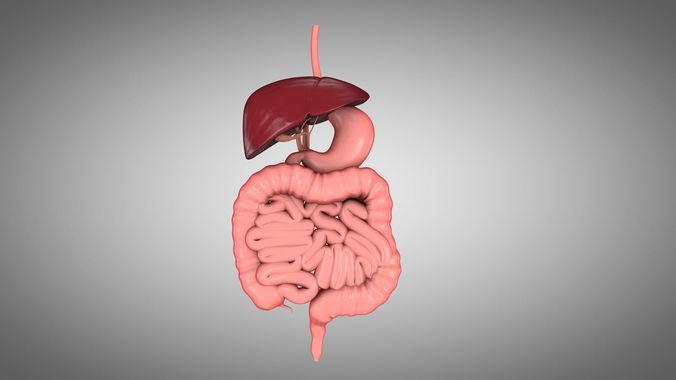 Human Digestive System  Low-poly 3D model