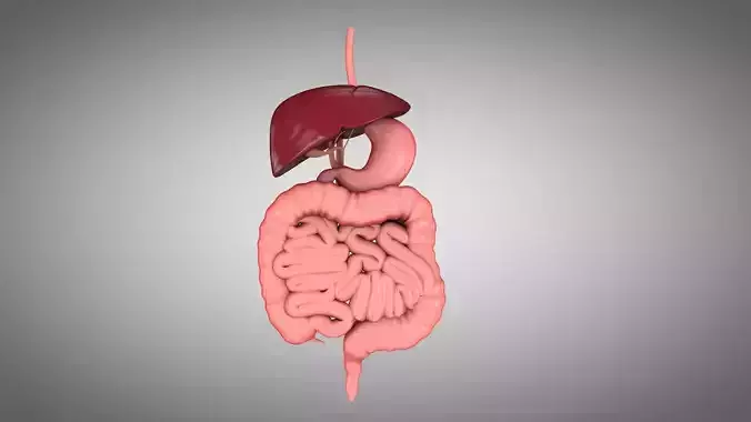 Human Digestive System  Low-poly 3D model