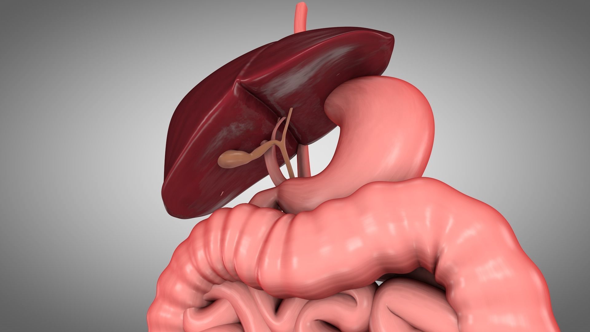 Human Digestive System  Low-poly 3D model_4