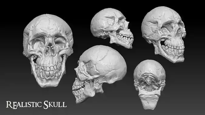 Skull four different skulls