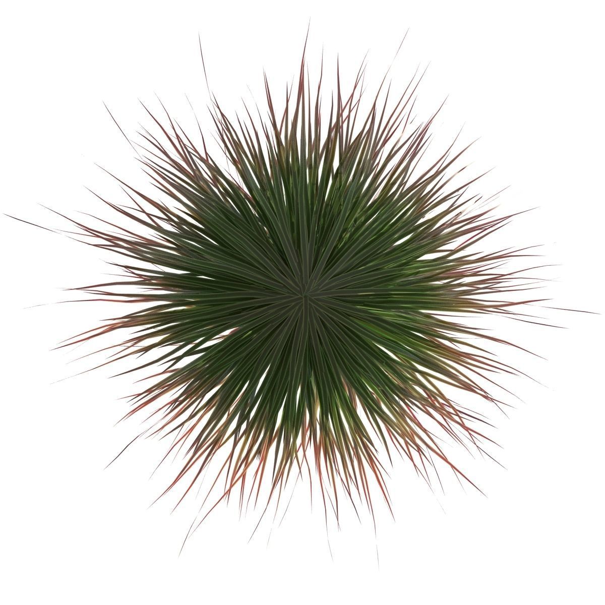 Cherry sparkler fountain grass 3D model_8