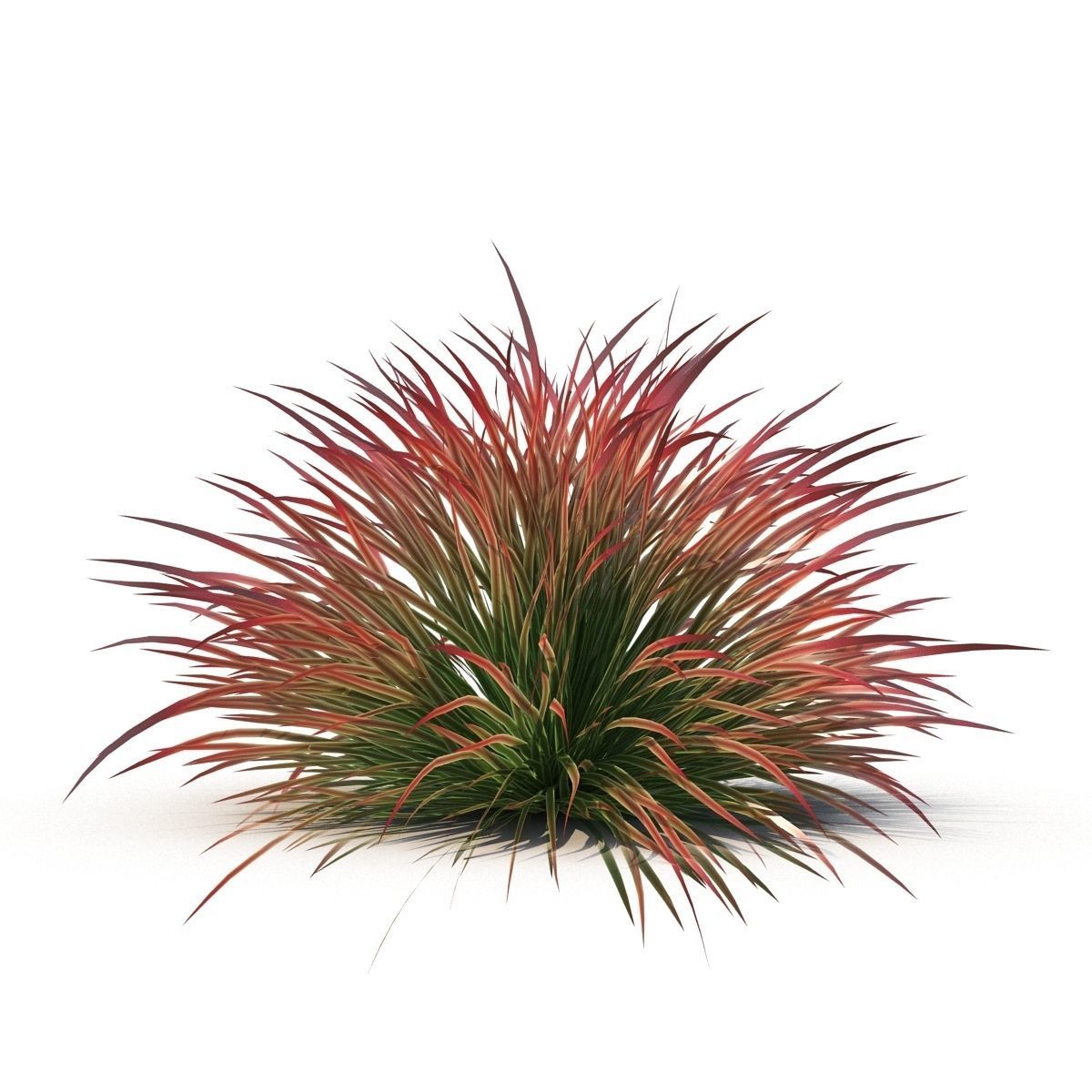 Cherry sparkler fountain grass 3D model_4
