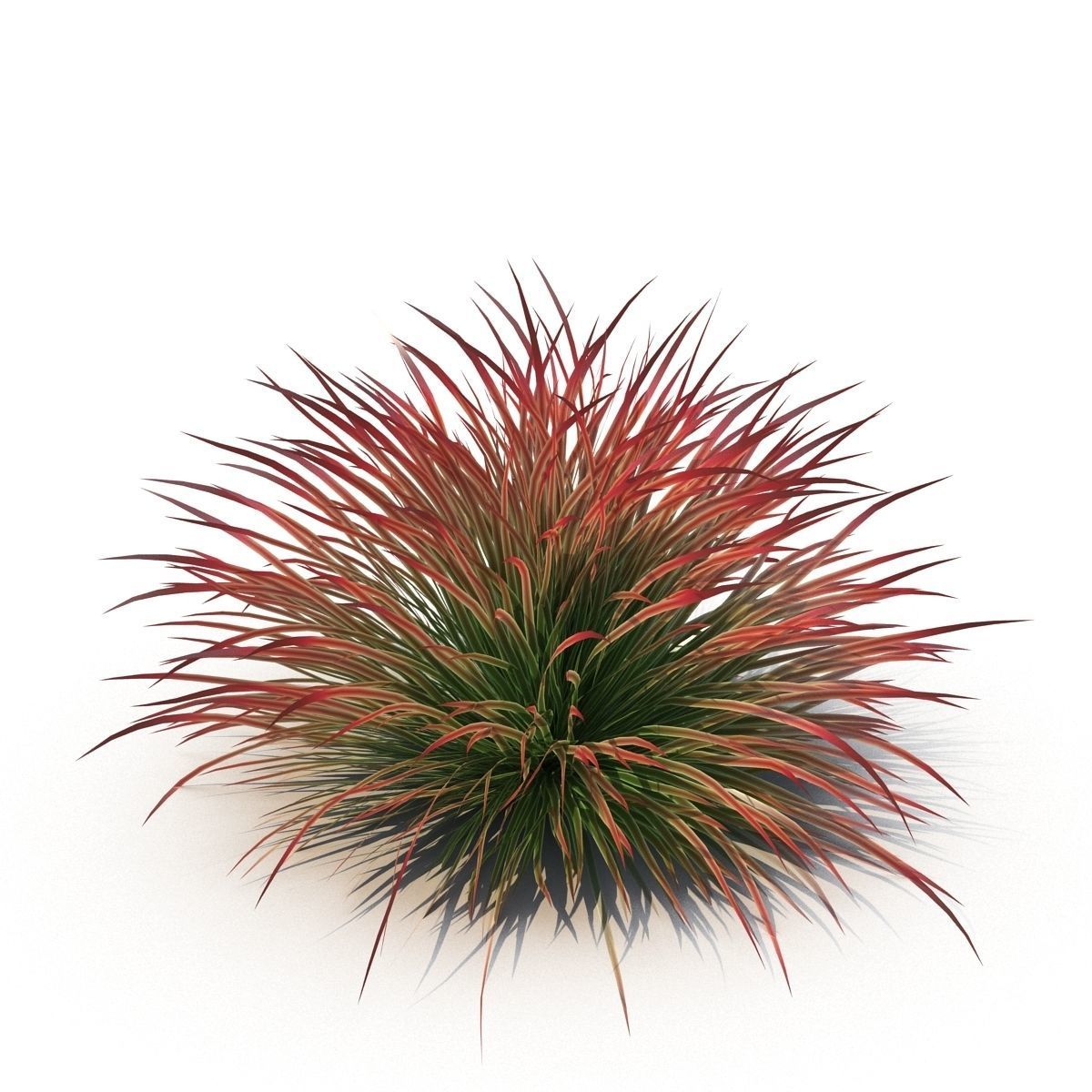 Cherry sparkler fountain grass 3D model_6