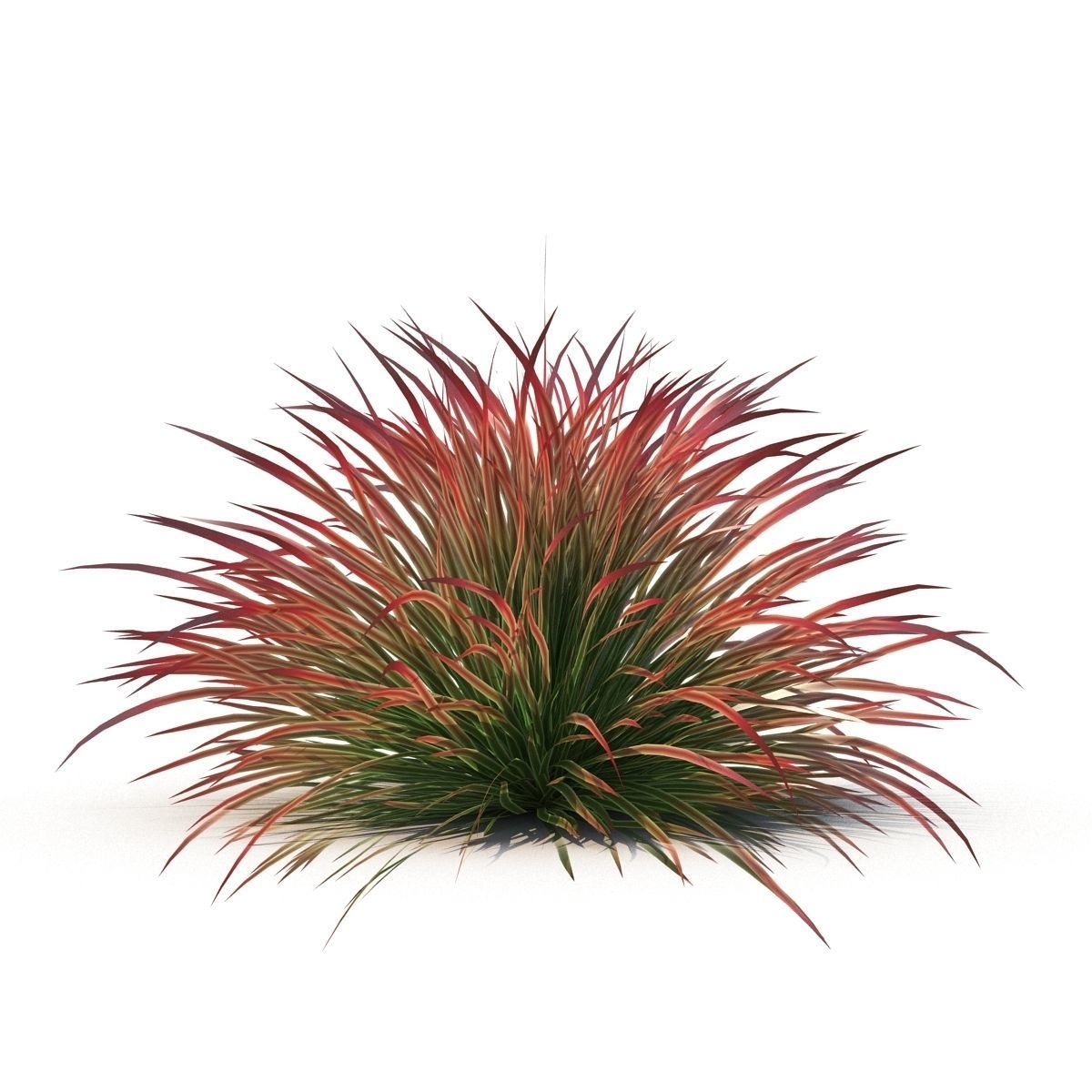 Cherry sparkler fountain grass 3D model_5