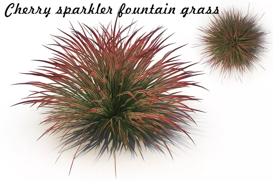 Cherry sparkler fountain grass 3D model_0