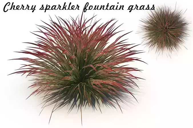 Cherry sparkler fountain grass