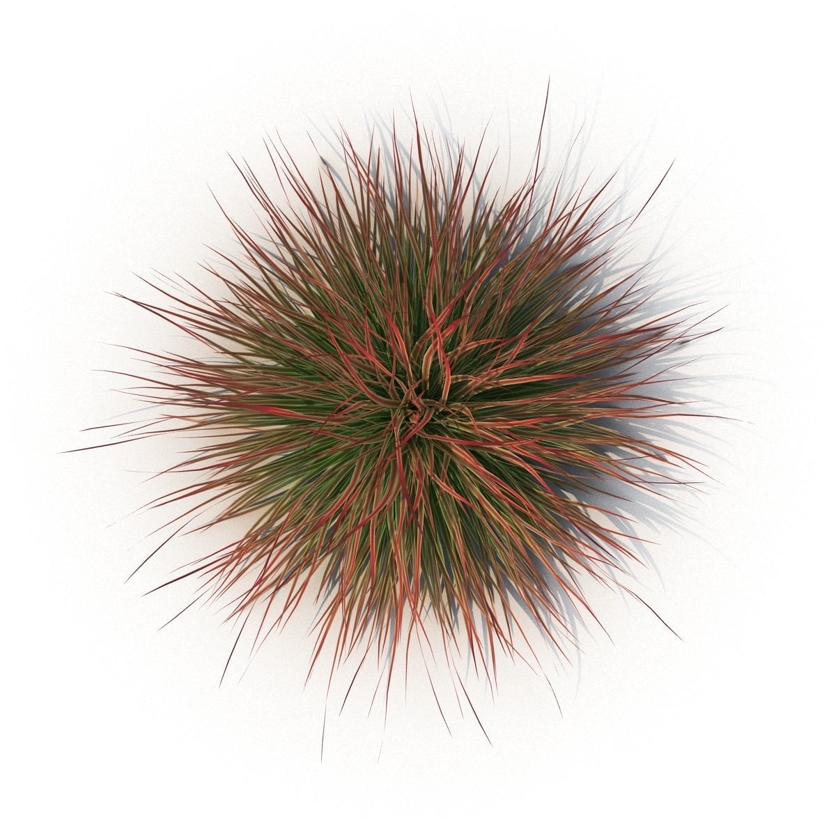 Cherry sparkler fountain grass 3D model_2