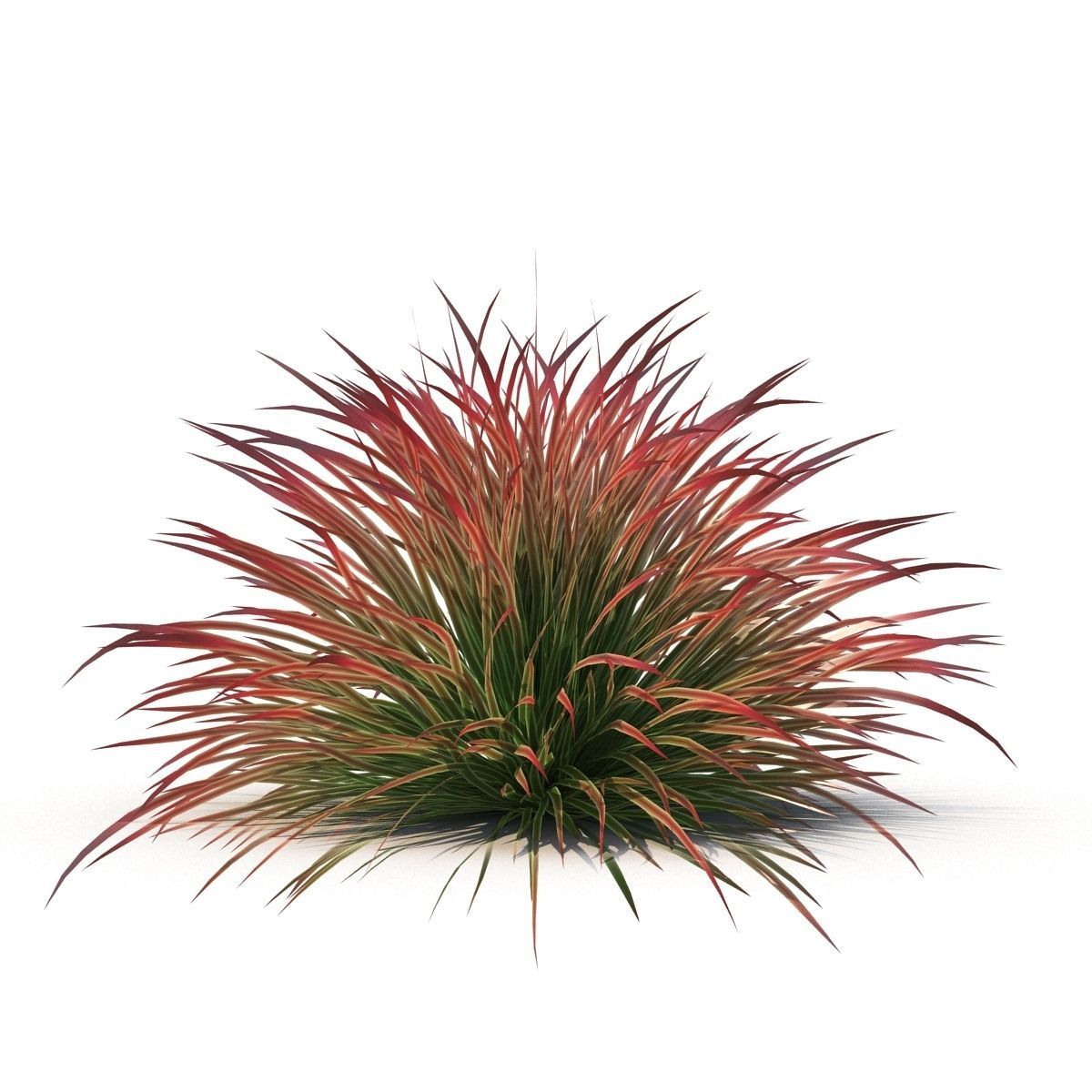 Cherry sparkler fountain grass 3D model_3