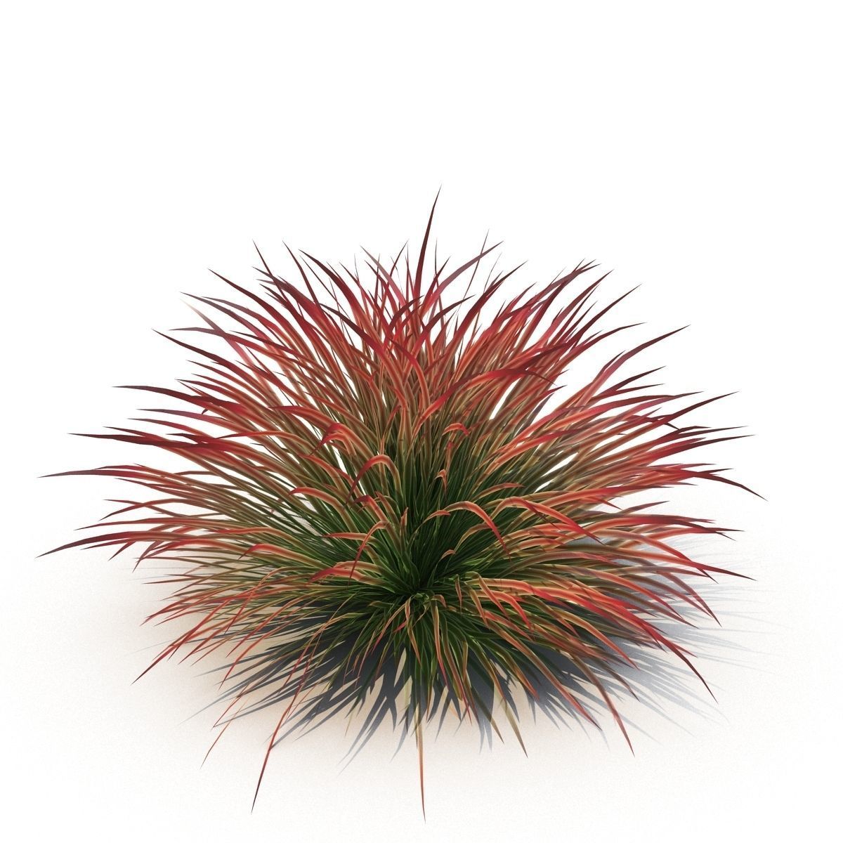 Cherry sparkler fountain grass 3D model_1