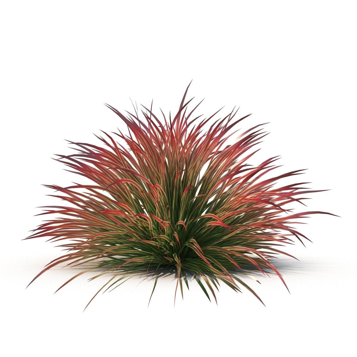 Cherry sparkler fountain grass 3D model_7