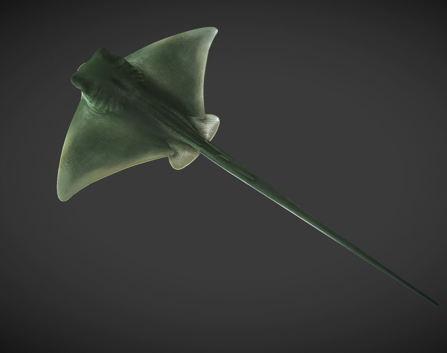Ray 01 Low-poly 3D model_3