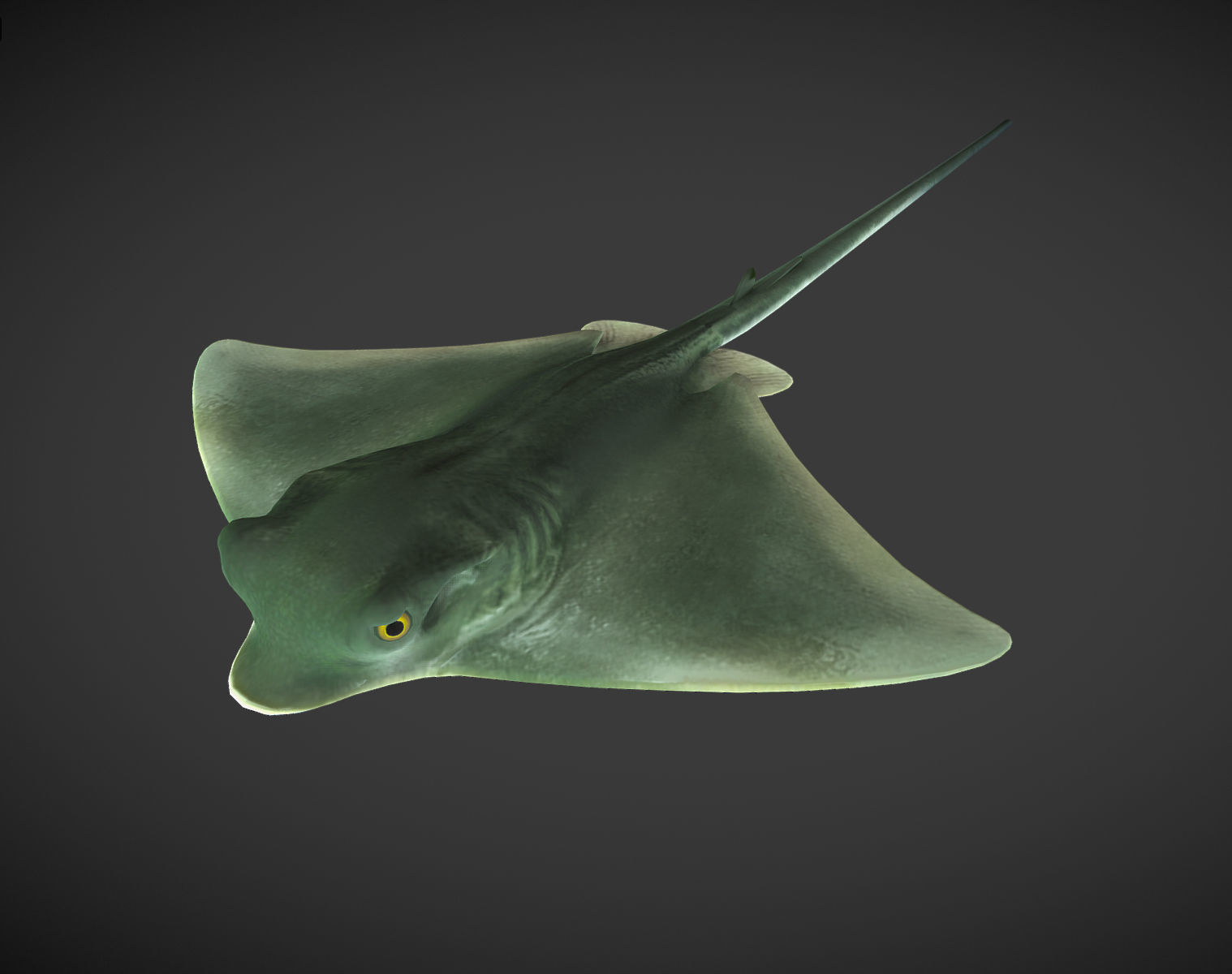 Ray 01 Low-poly 3D model_1