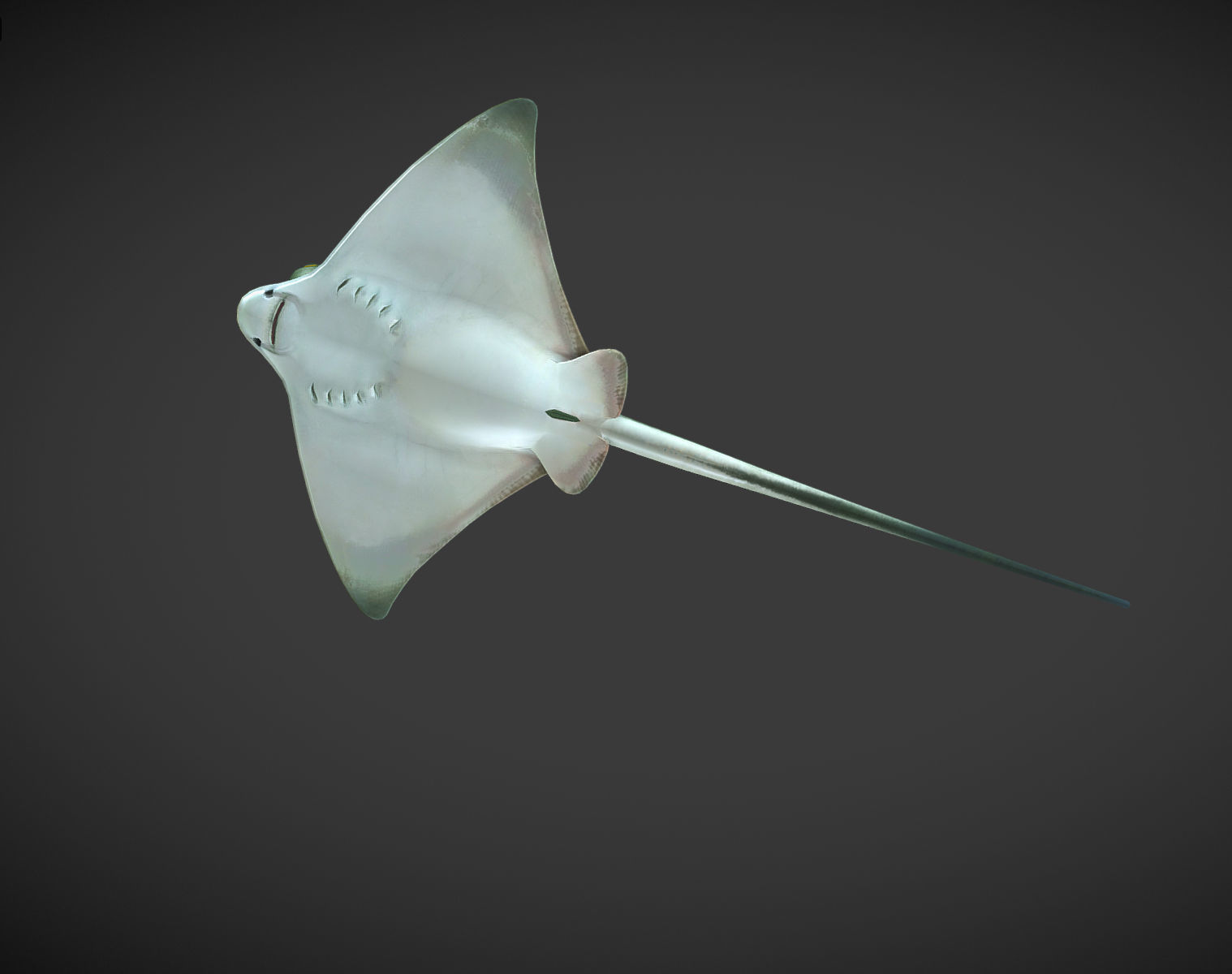 Ray 01 Low-poly 3D model_4