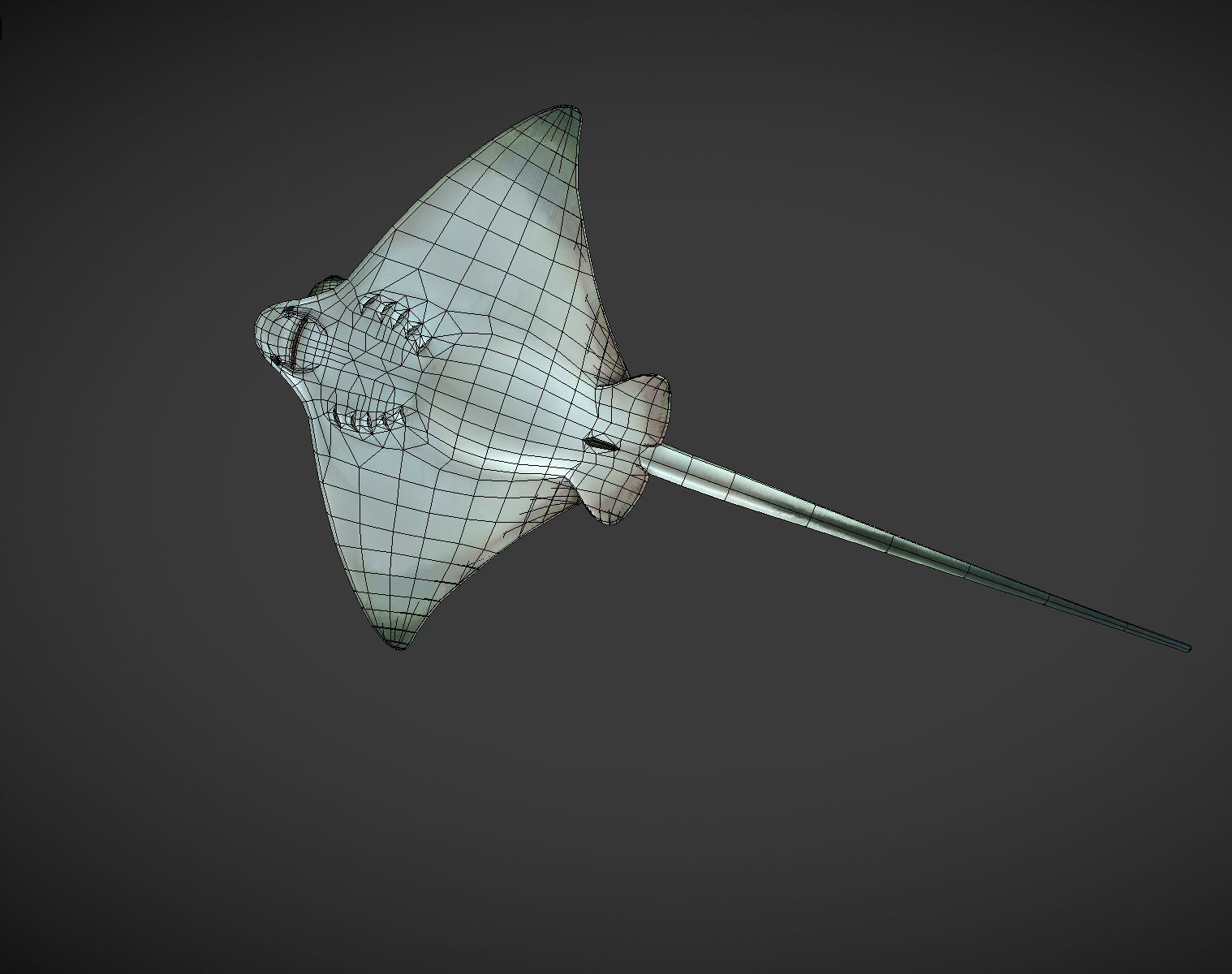 Ray 01 Low-poly 3D model_8