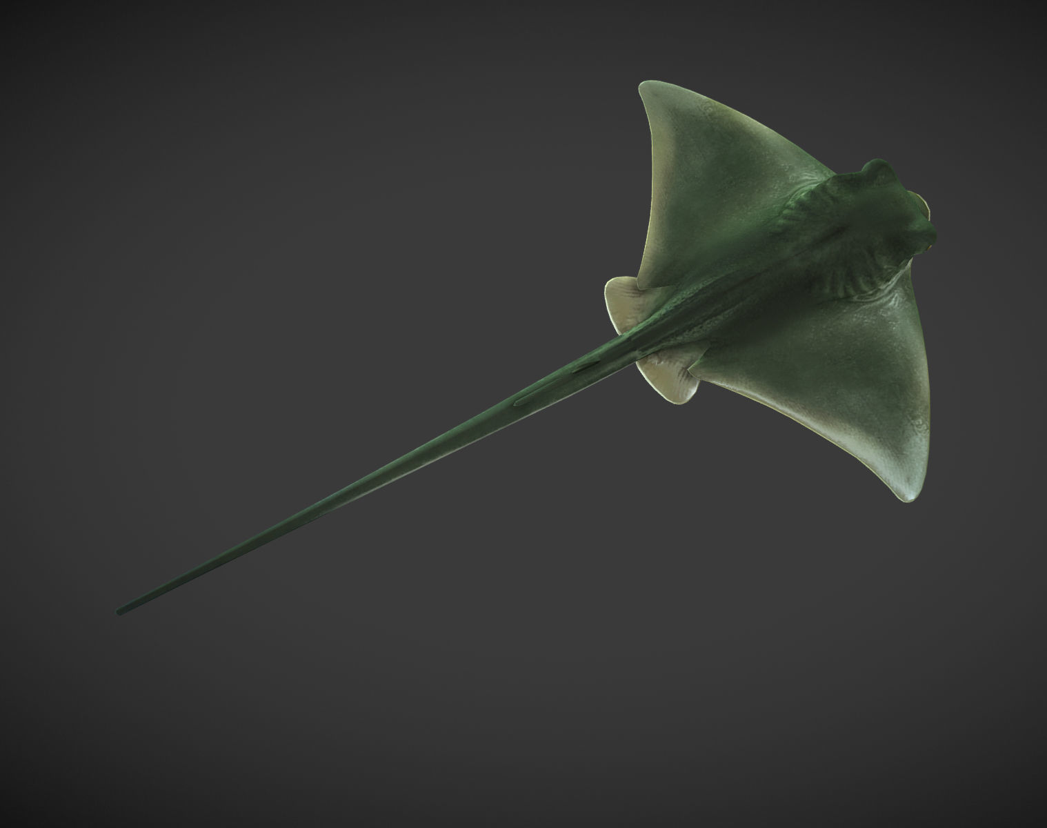 Ray 01 Low-poly 3D model_2