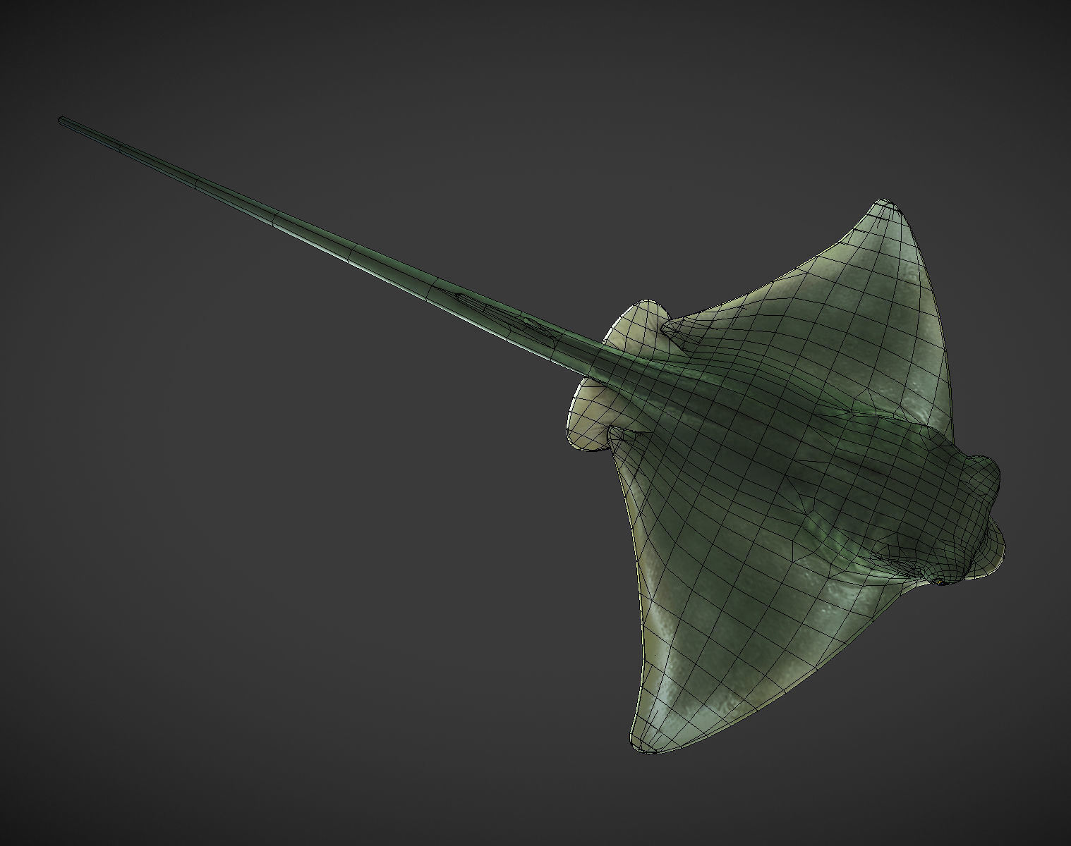 Ray 01 Low-poly 3D model_6