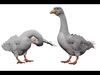 Goose  Low-poly 3D model_1