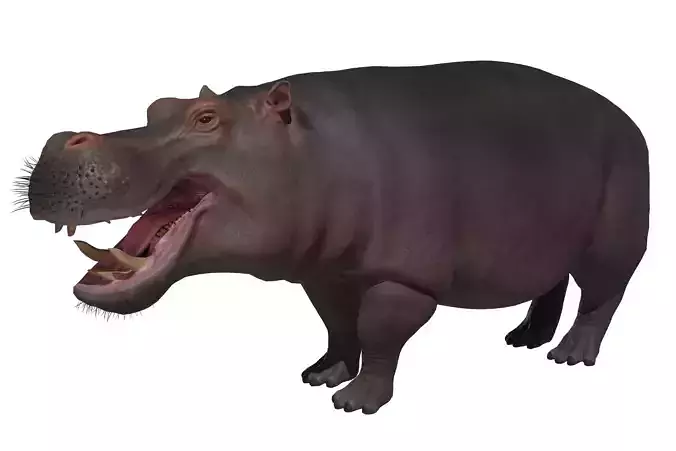 Hippopotamus Low-poly 3D model