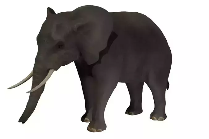 African elephant Low-poly 3D model