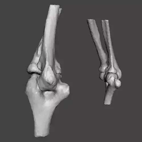 Elbows - male- age 49 3D model