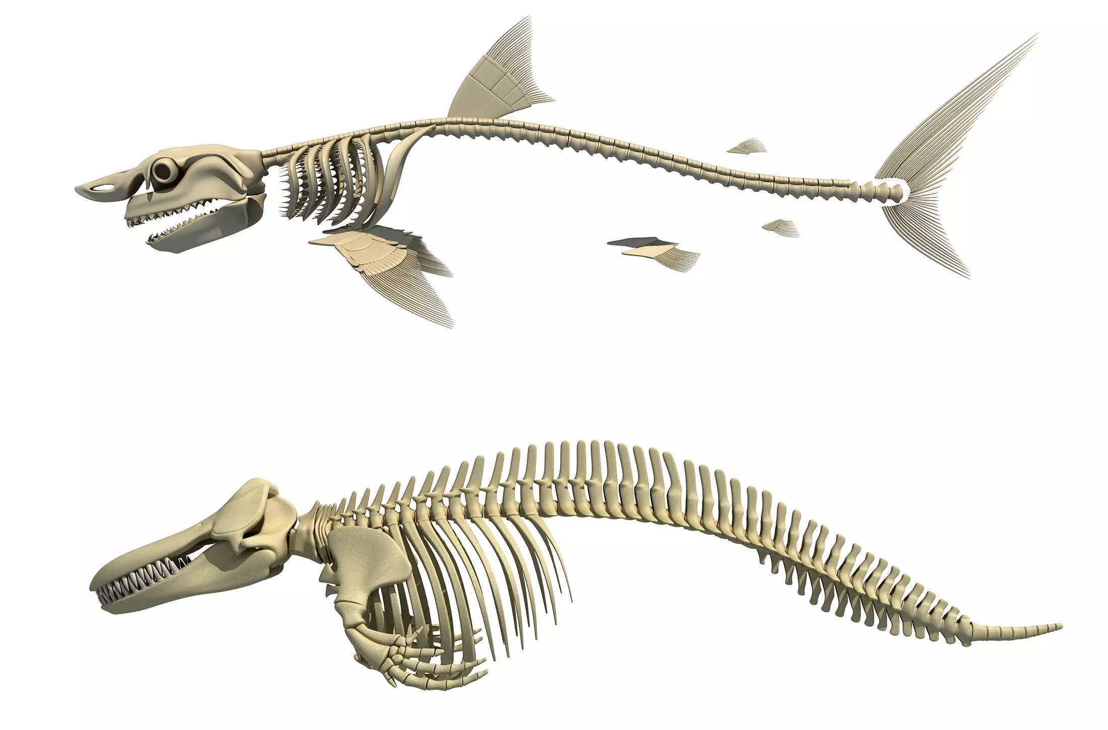 3D Sharks Skeletons 3D model_0