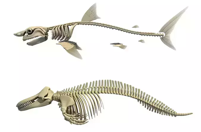 3D Sharks Skeletons 3D model