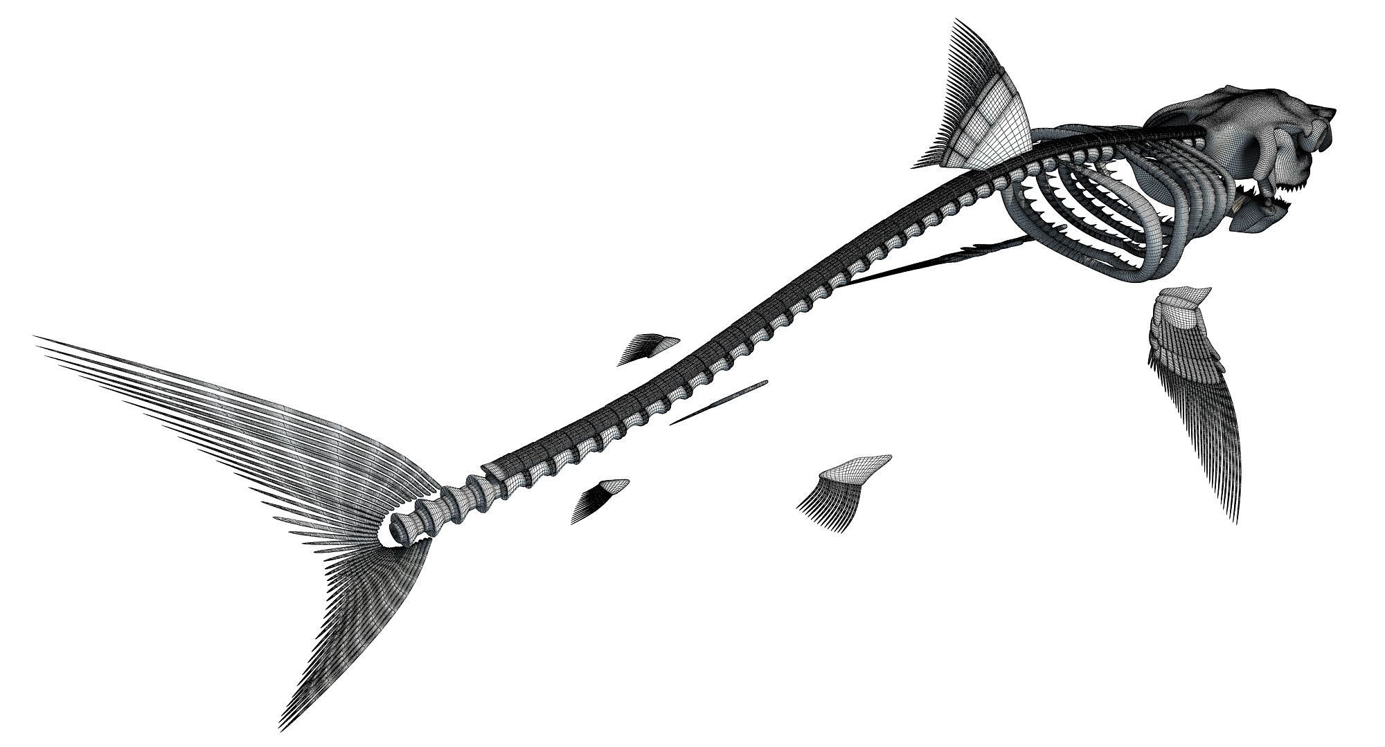 3D Sharks Skeletons 3D model_12