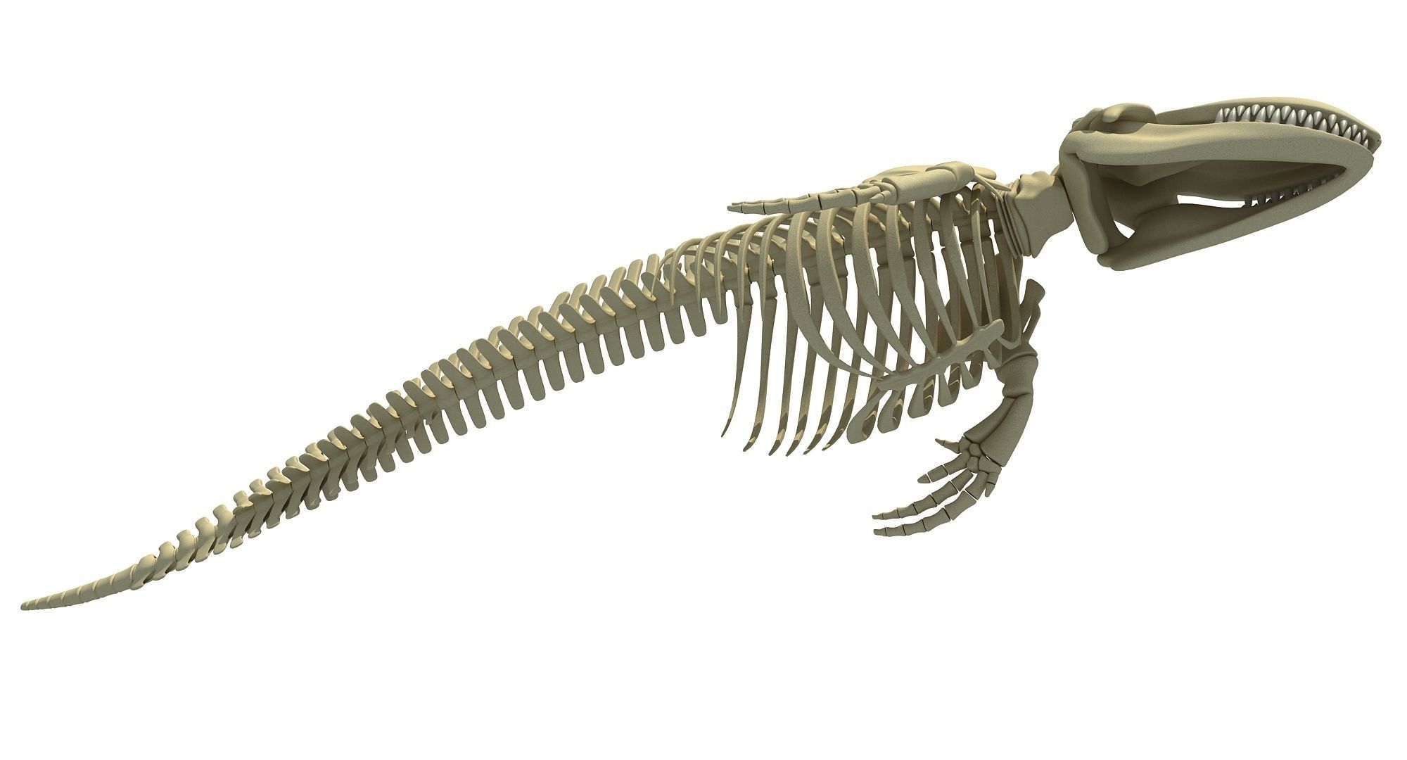 3D Sharks Skeletons 3D model_26