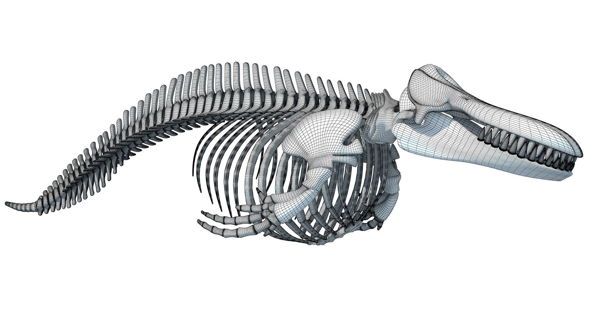 3D Sharks Skeletons 3D model_34