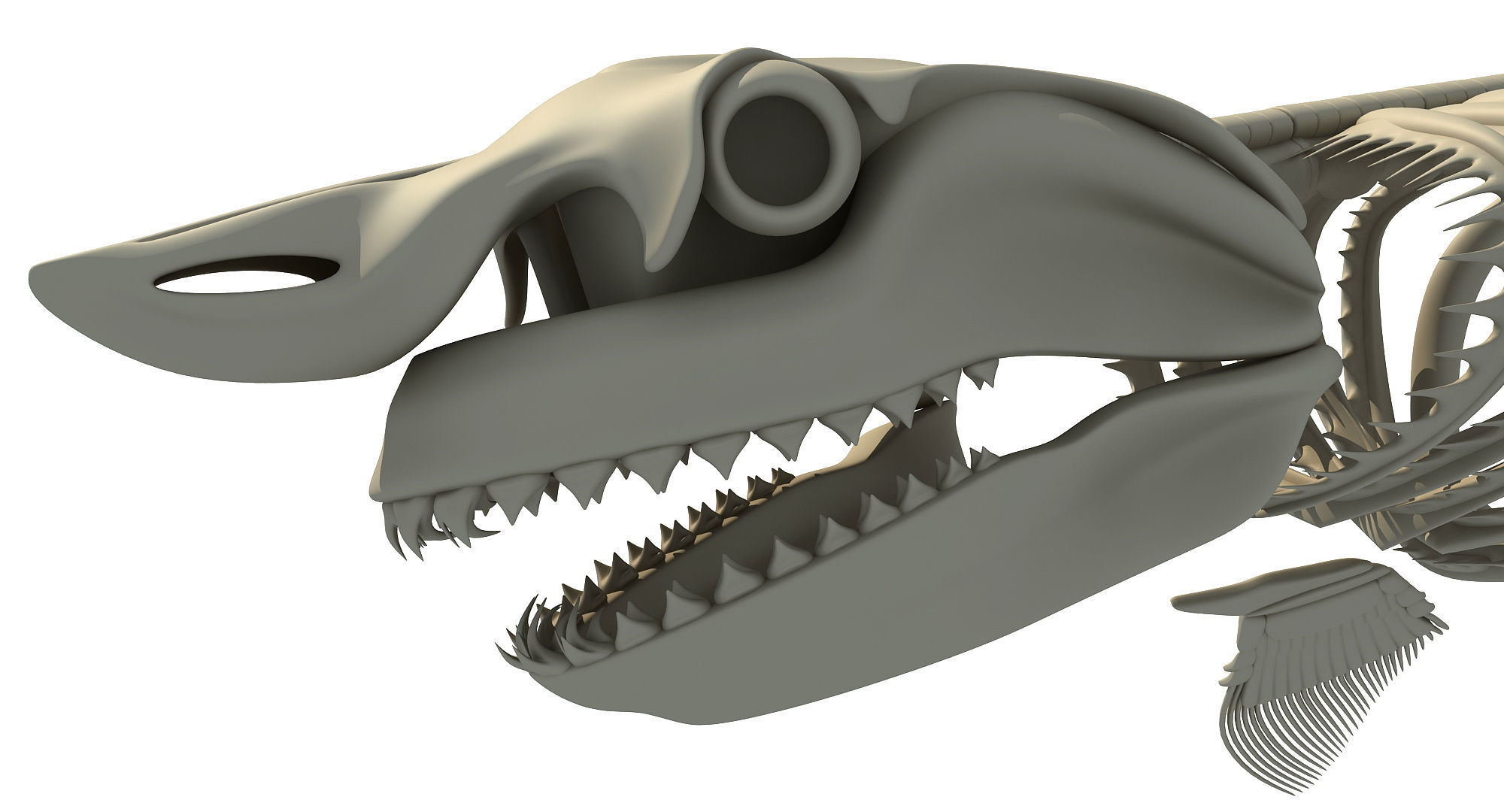 3D Sharks Skeletons 3D model_11