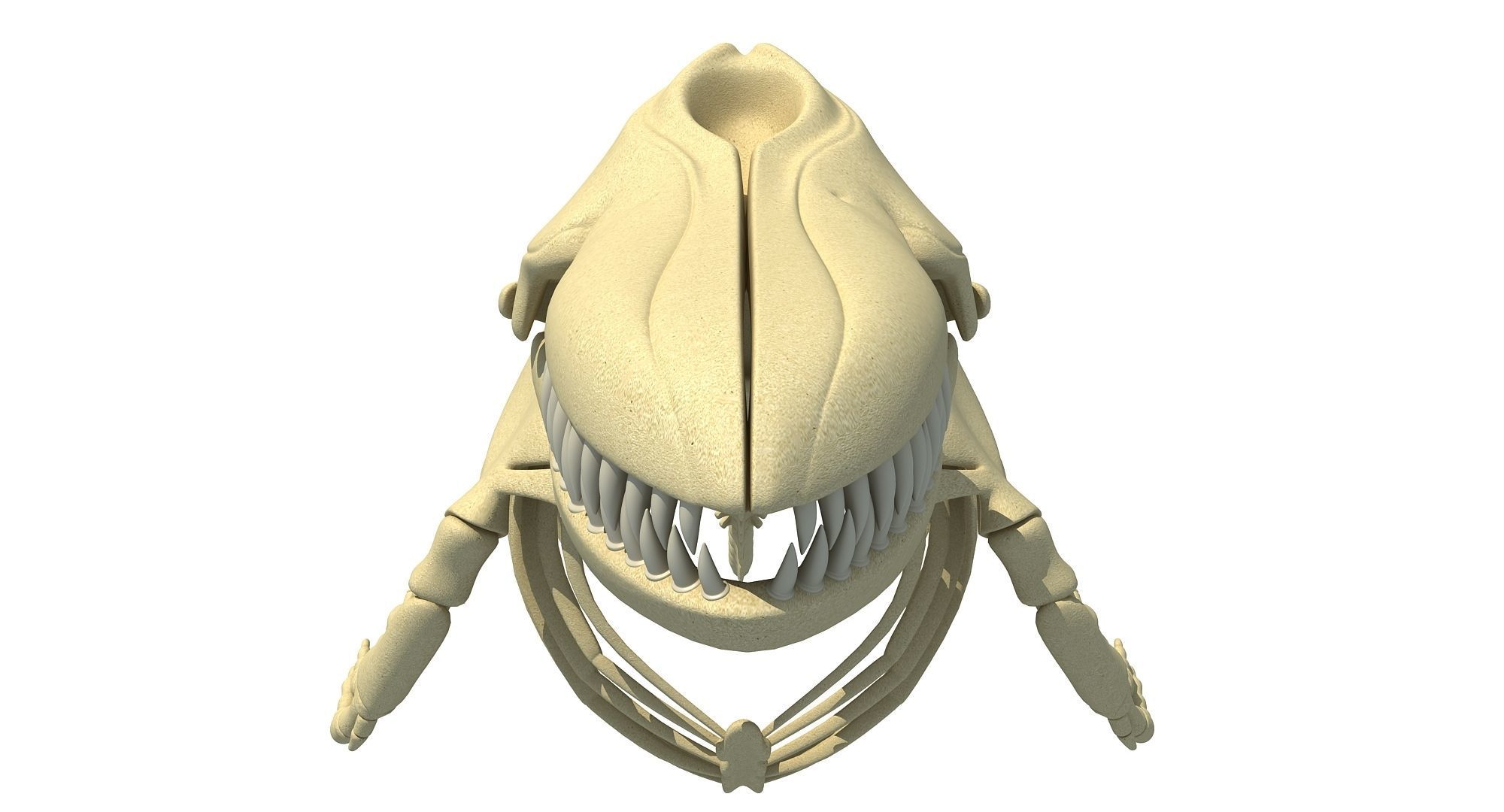 3D Sharks Skeletons 3D model_22