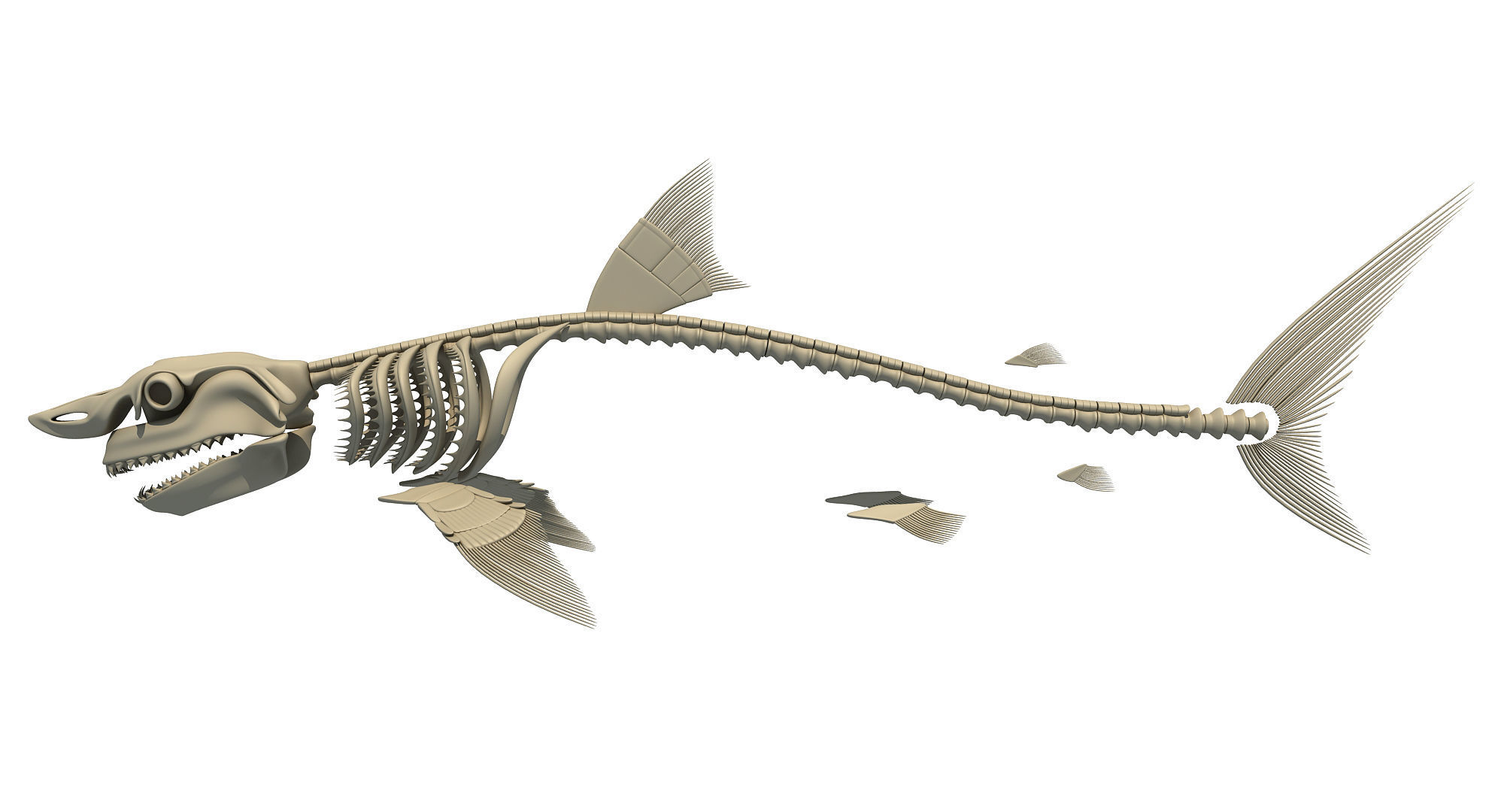 3D Sharks Skeletons 3D model_2