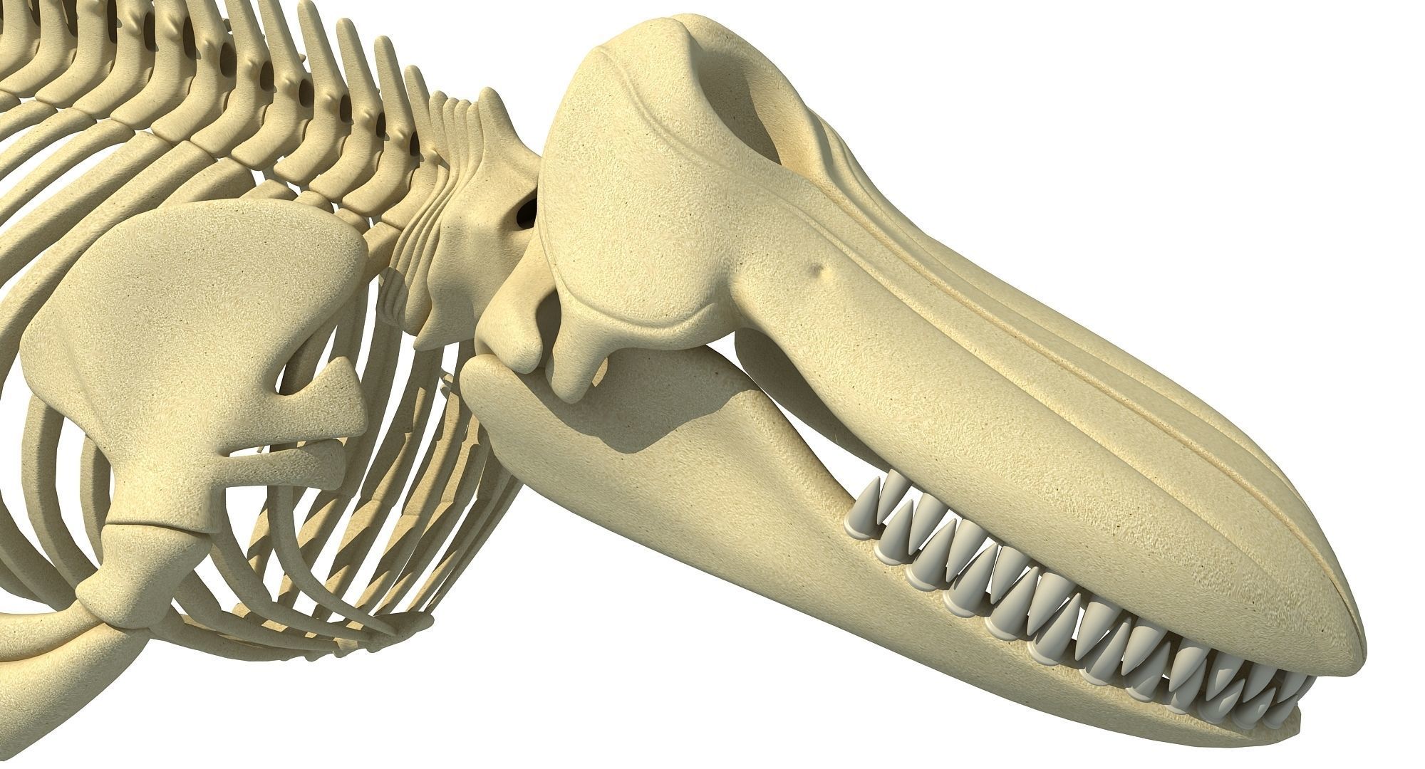 3D Sharks Skeletons 3D model_30