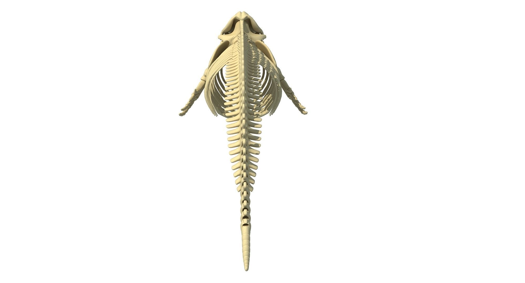 3D Sharks Skeletons 3D model_20