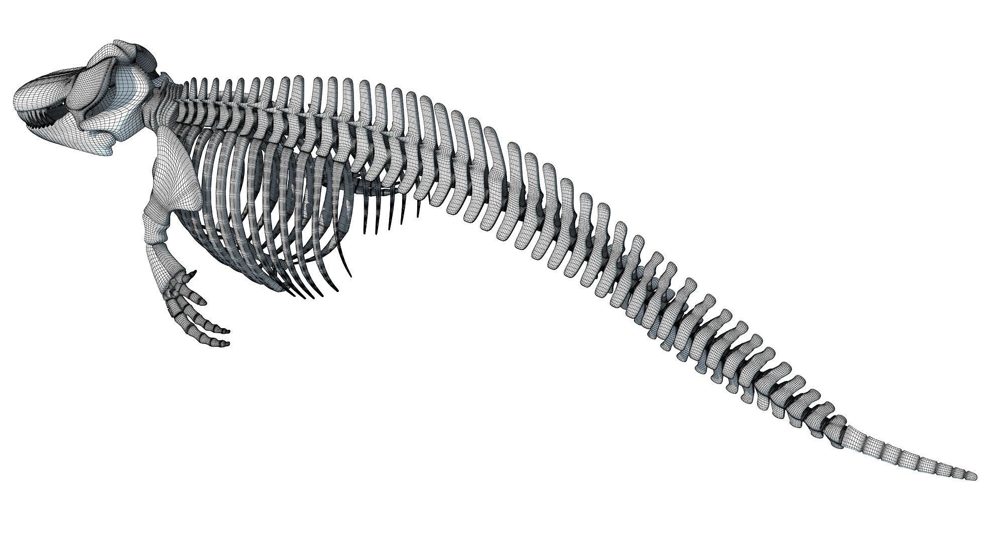 3D Sharks Skeletons 3D model_31