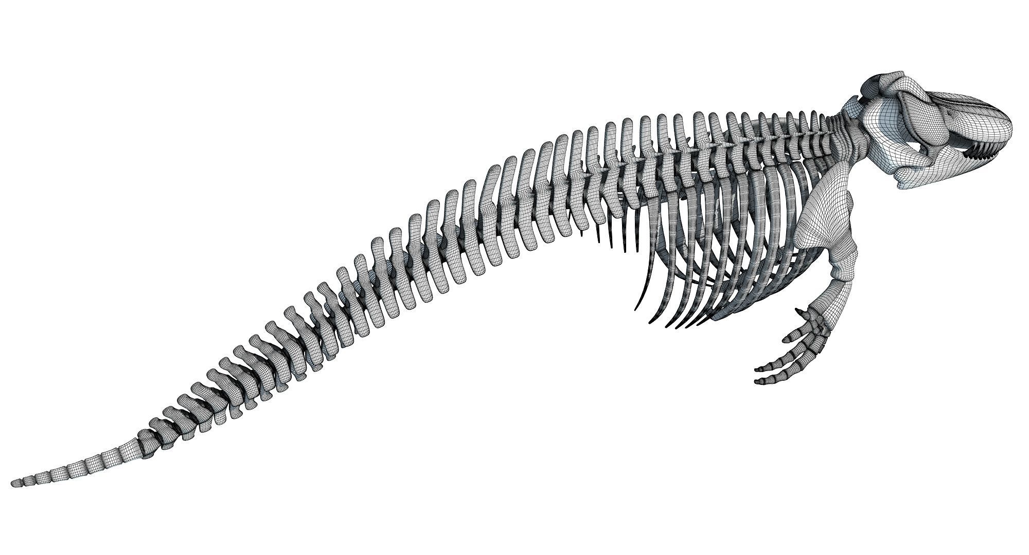 3D Sharks Skeletons 3D model_32