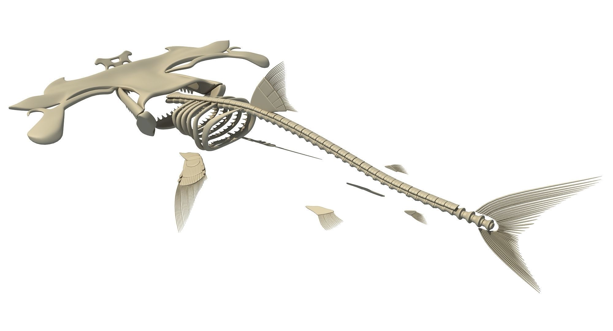 Sharks Skeletons 3D Models 3D model_21