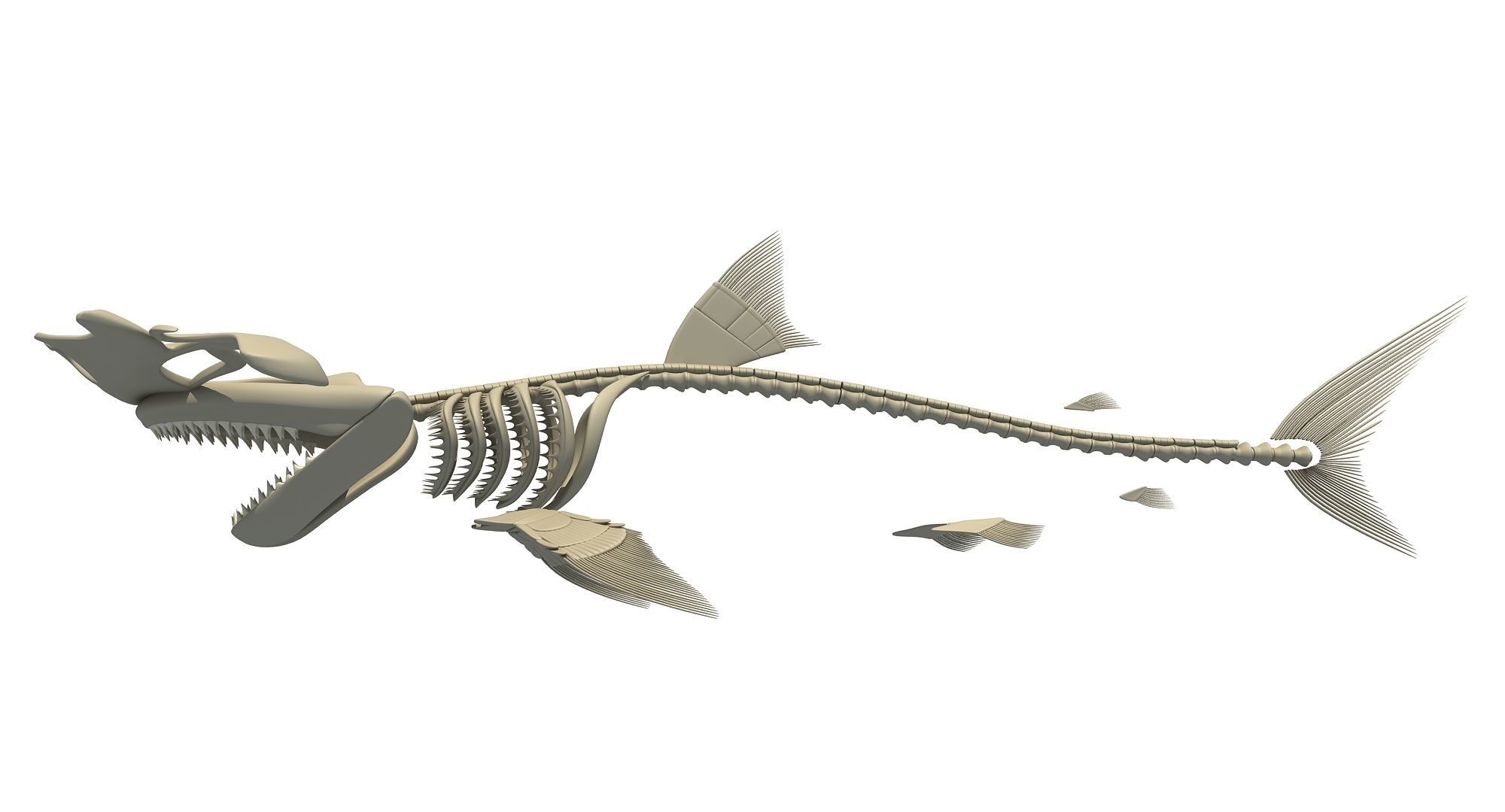 Sharks Skeletons 3D Models 3D model_23