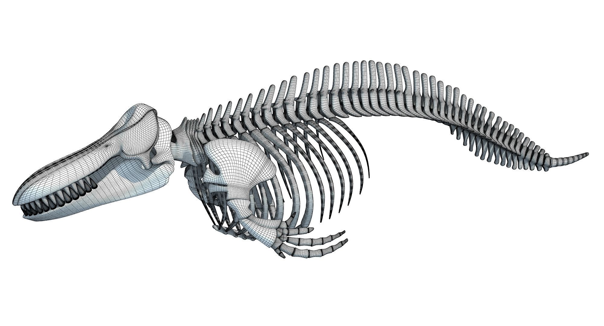 Sharks Skeletons 3D Models 3D model_36