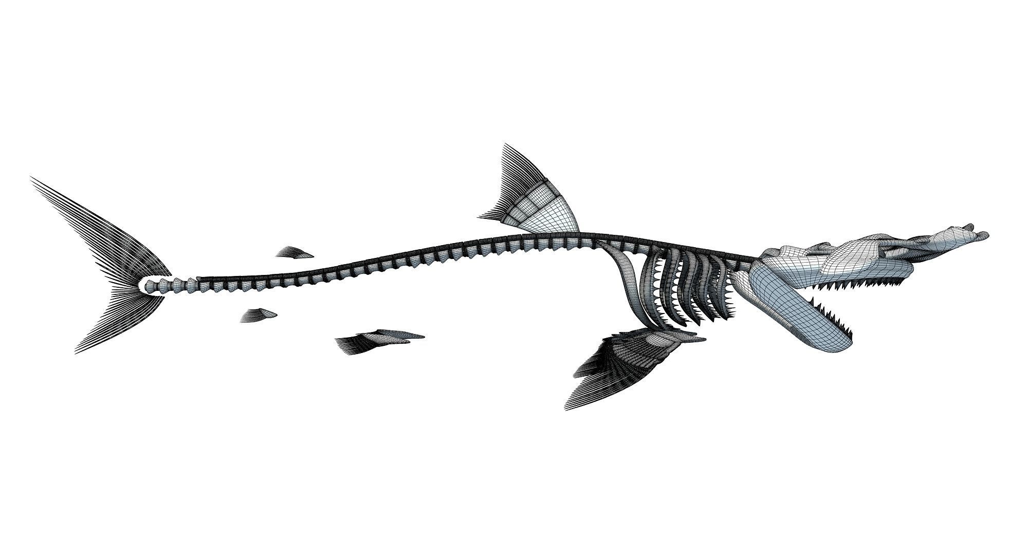 Sharks Skeletons 3D Models 3D model_18