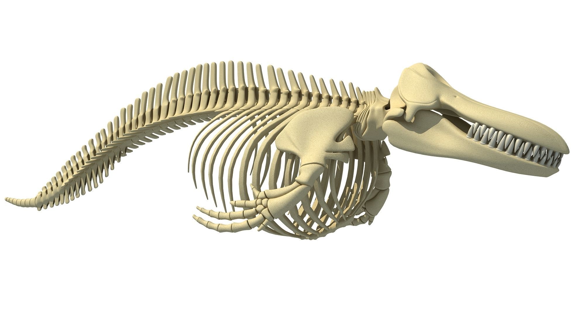 Sharks Skeletons 3D Models 3D model_35