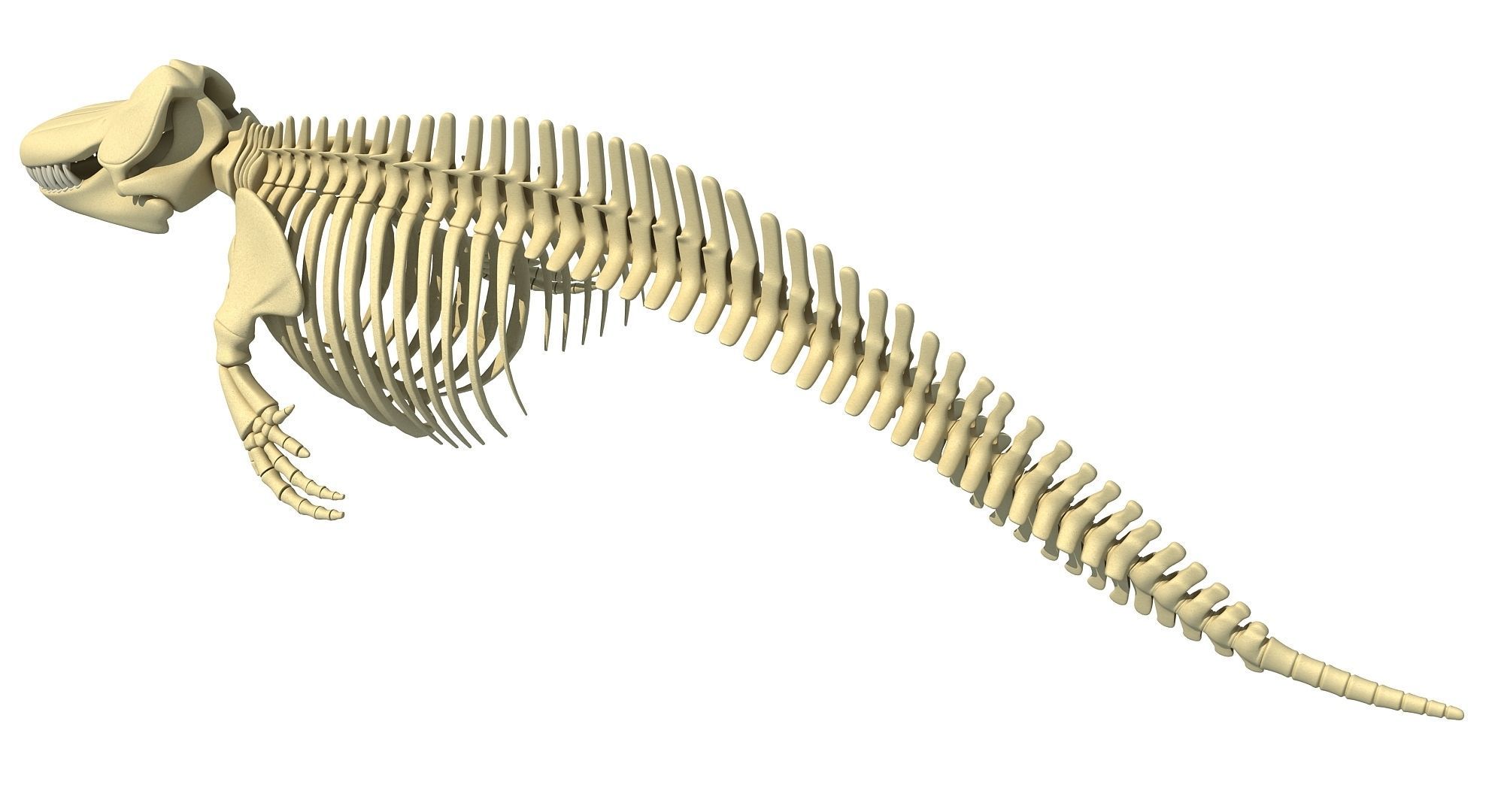 Sharks Skeletons 3D Models 3D model_31